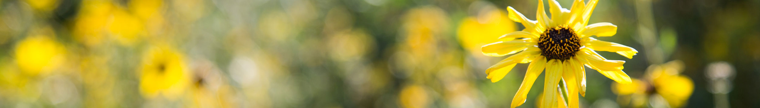 health-flower-header